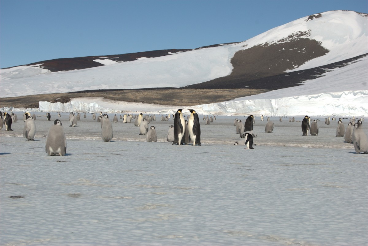 Pingüino Emperador - ML120471991