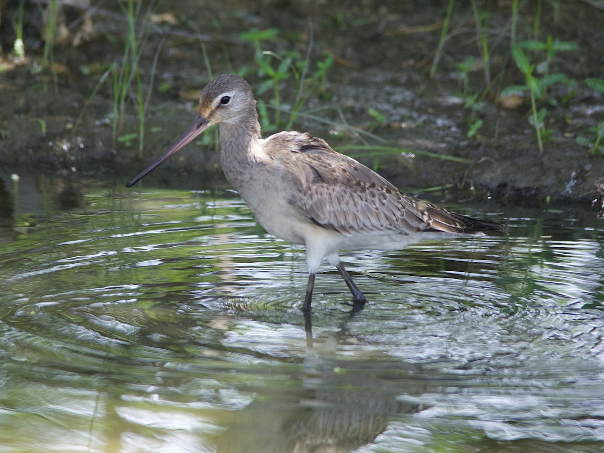 Hudsonian Godwit - Michael Tromp