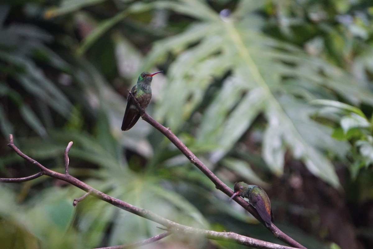 Rufous-tailed Hummingbird - ML120472301