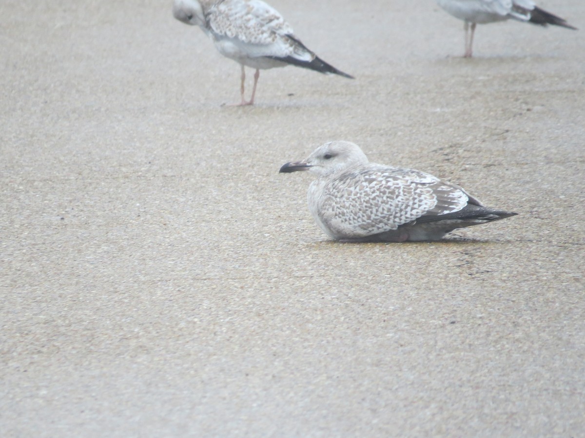 Herring Gull - ML120473111