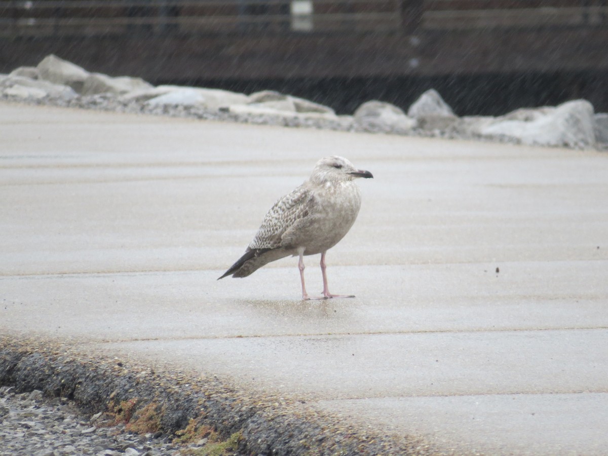 Gaviota Argéntea - ML120473141