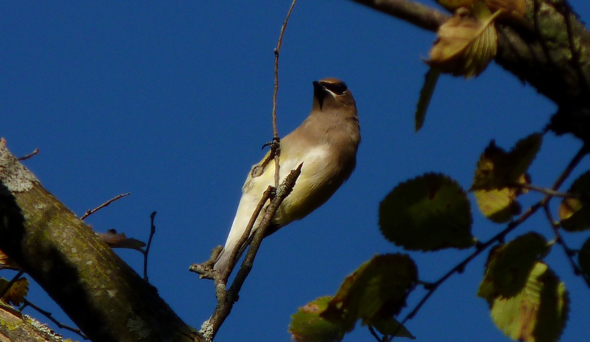 Cedar Waxwing - ML120473151