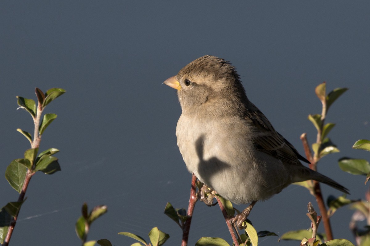 House Sparrow - ML120473511
