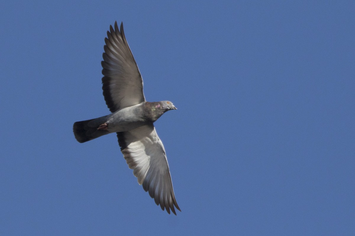 Rock Pigeon (Feral Pigeon) - ML120473551