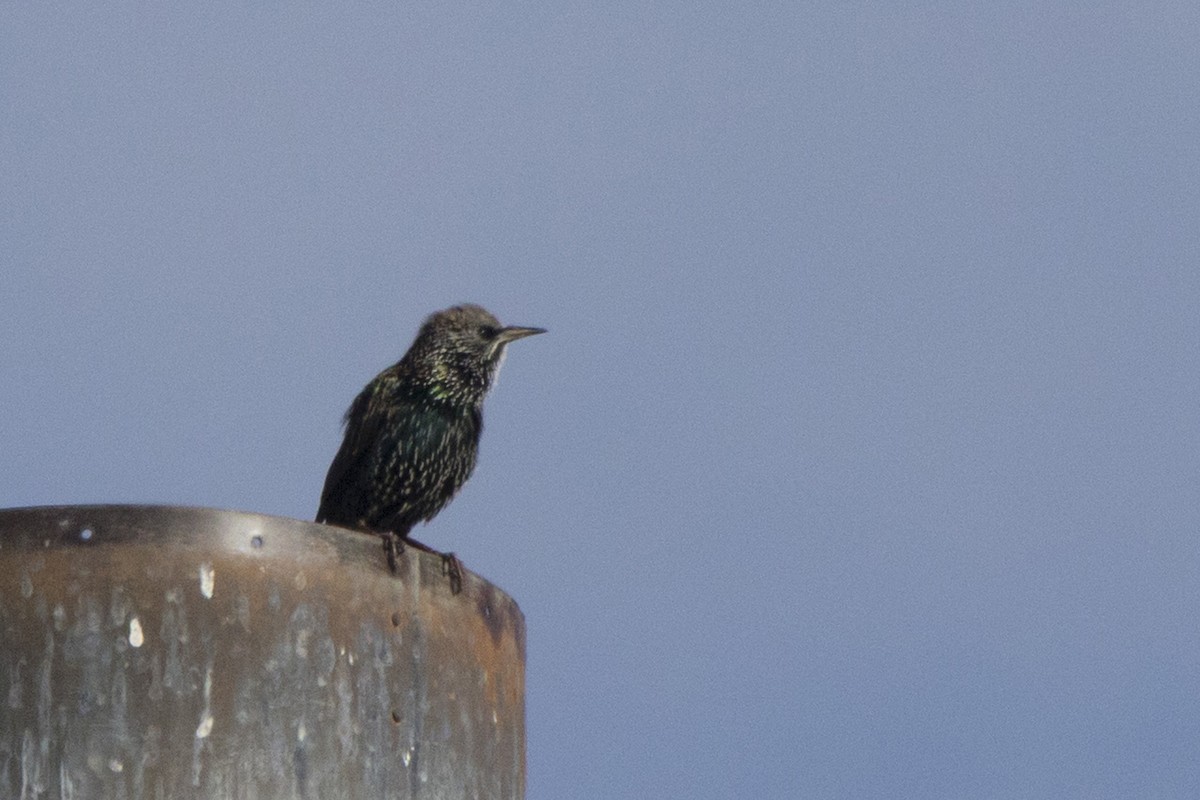 European Starling - ML120473921