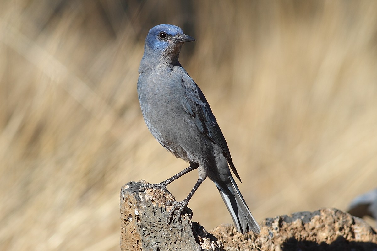 Pinyon Jay - tim jeffers