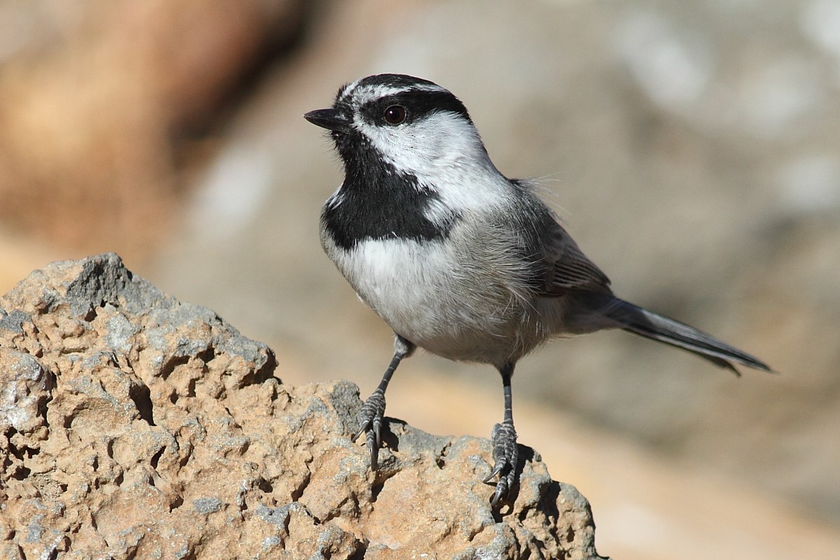 Mountain Chickadee - tim jeffers