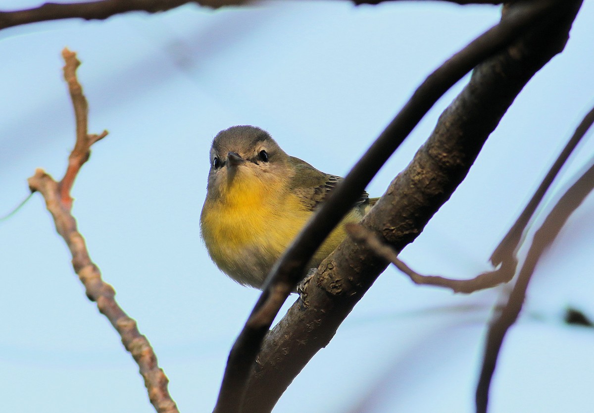 Philadelphia Vireo - John  Cameron