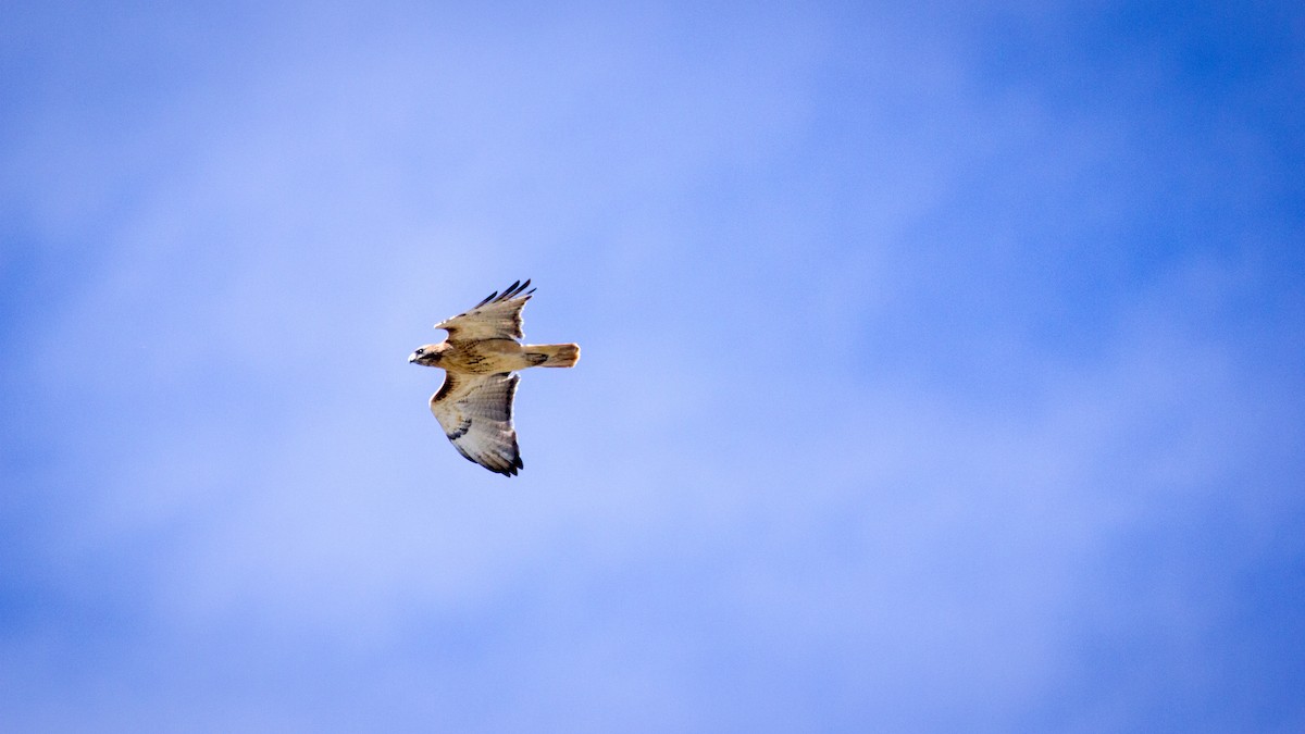 Red-tailed Hawk - Darren Hsu