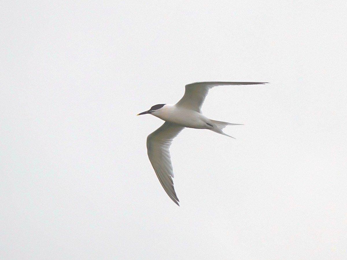 splitterne - ML120483031