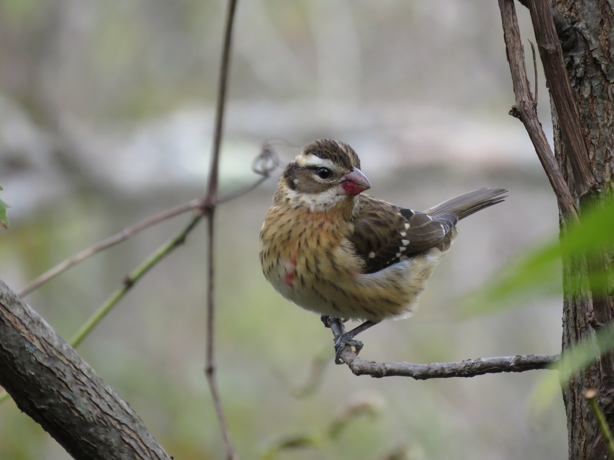 Rose-breasted Grosbeak - Thomas Riley