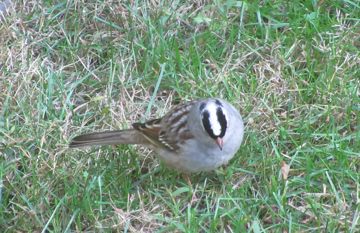 White-crowned Sparrow - ML120483941