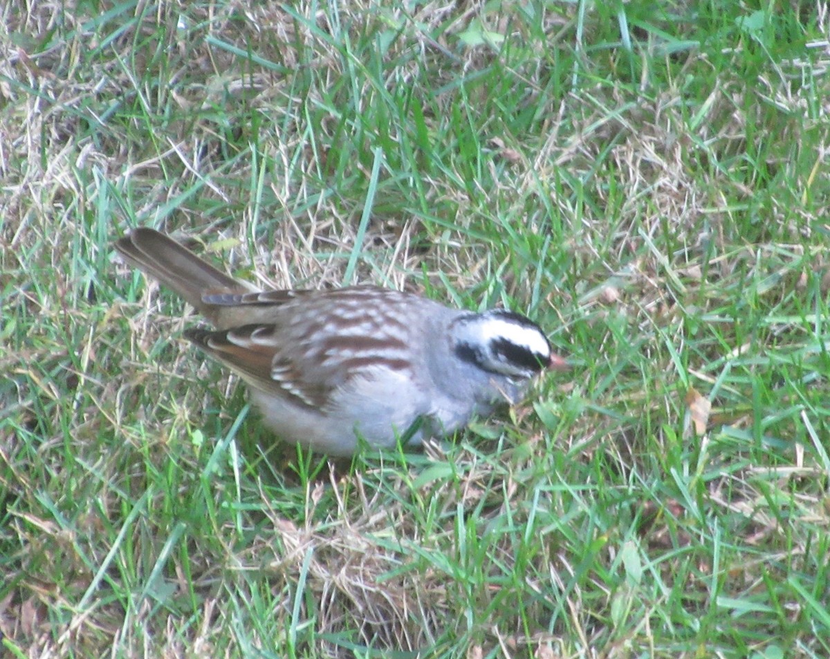 White-crowned Sparrow - ML120483951