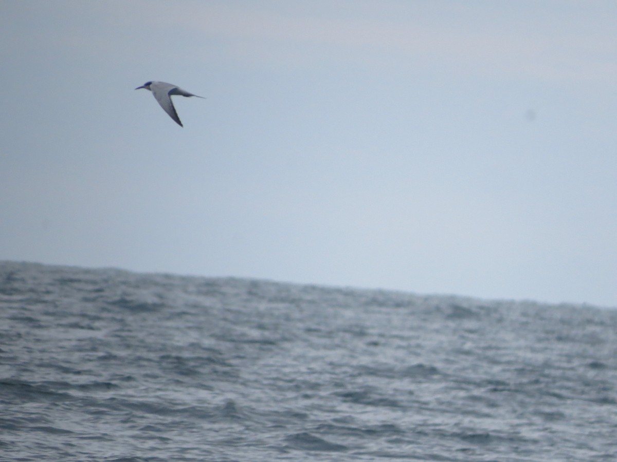 Common Tern - ML120484141