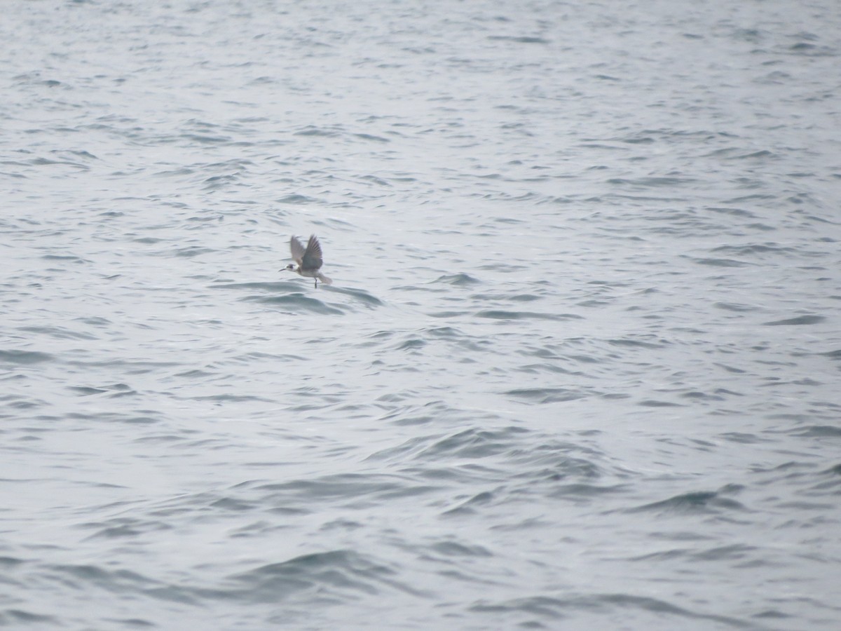 Black Tern - ML120484361