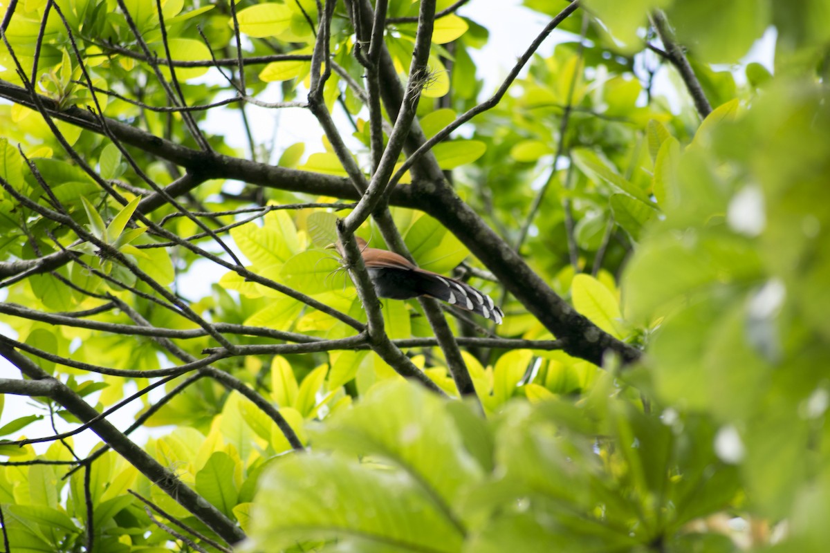 Squirrel Cuckoo - ML120486151