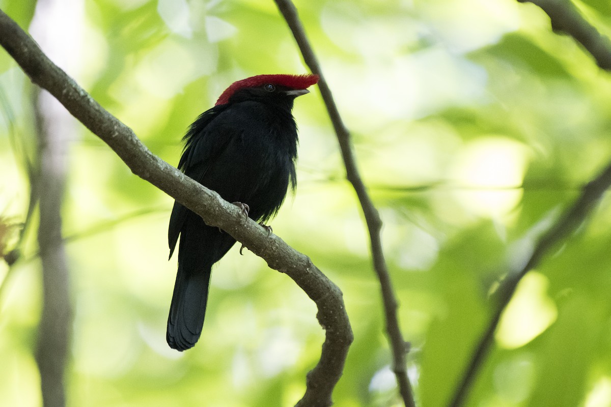 Helmeted Manakin - ML120487351