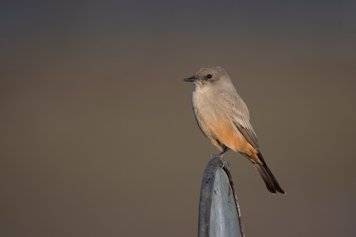 Say's Phoebe - ML120487691