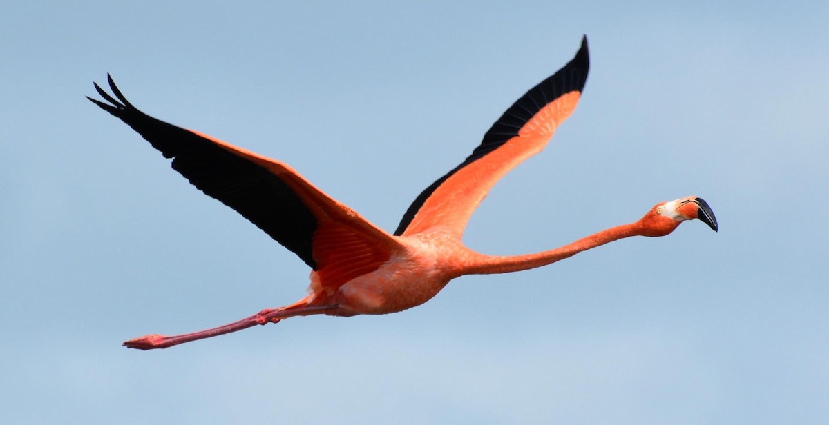 American Flamingo - ML120490421