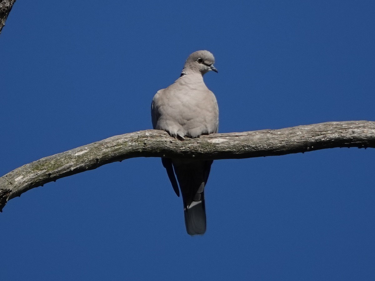 Eurasian Collared-Dove - Norman Uyeda