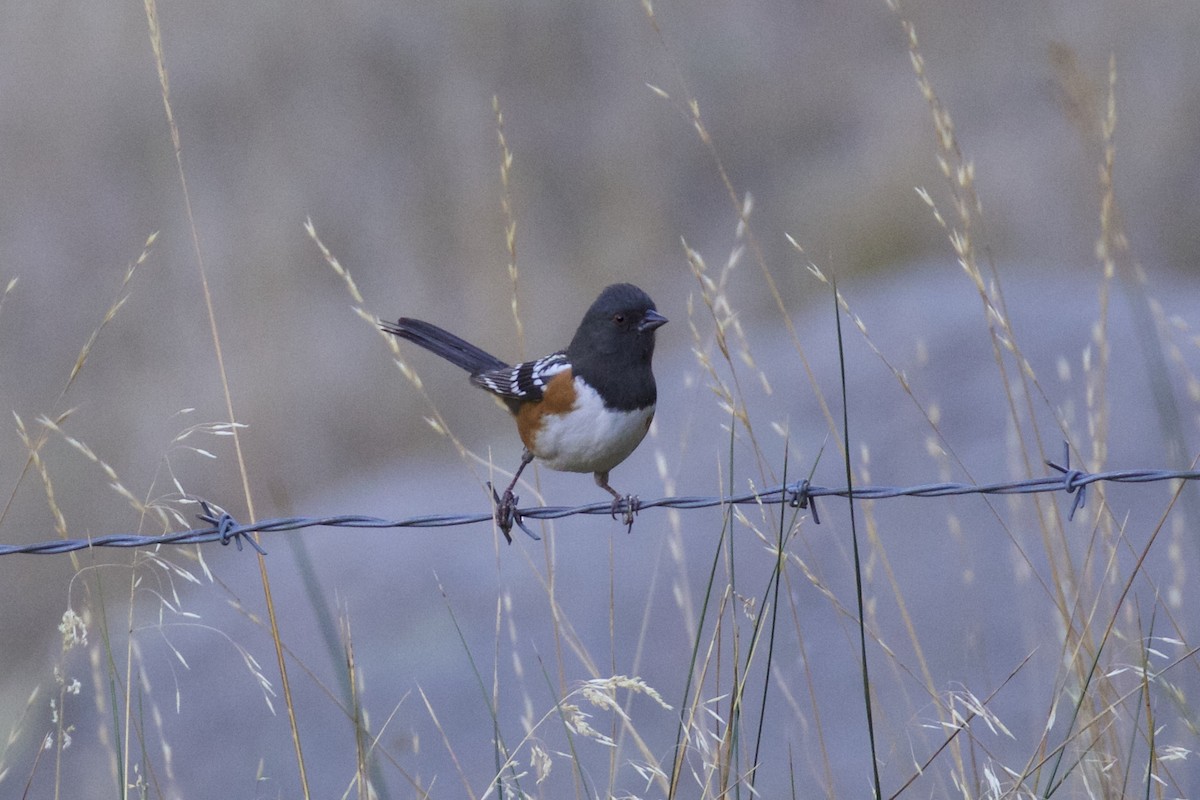 Spotted Towhee - Nicole Desnoyers