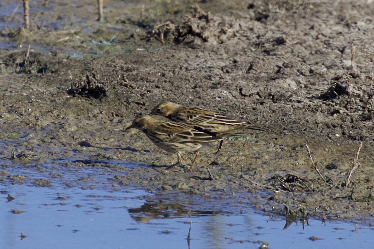 Red-throated Pipit - Nicole Desnoyers