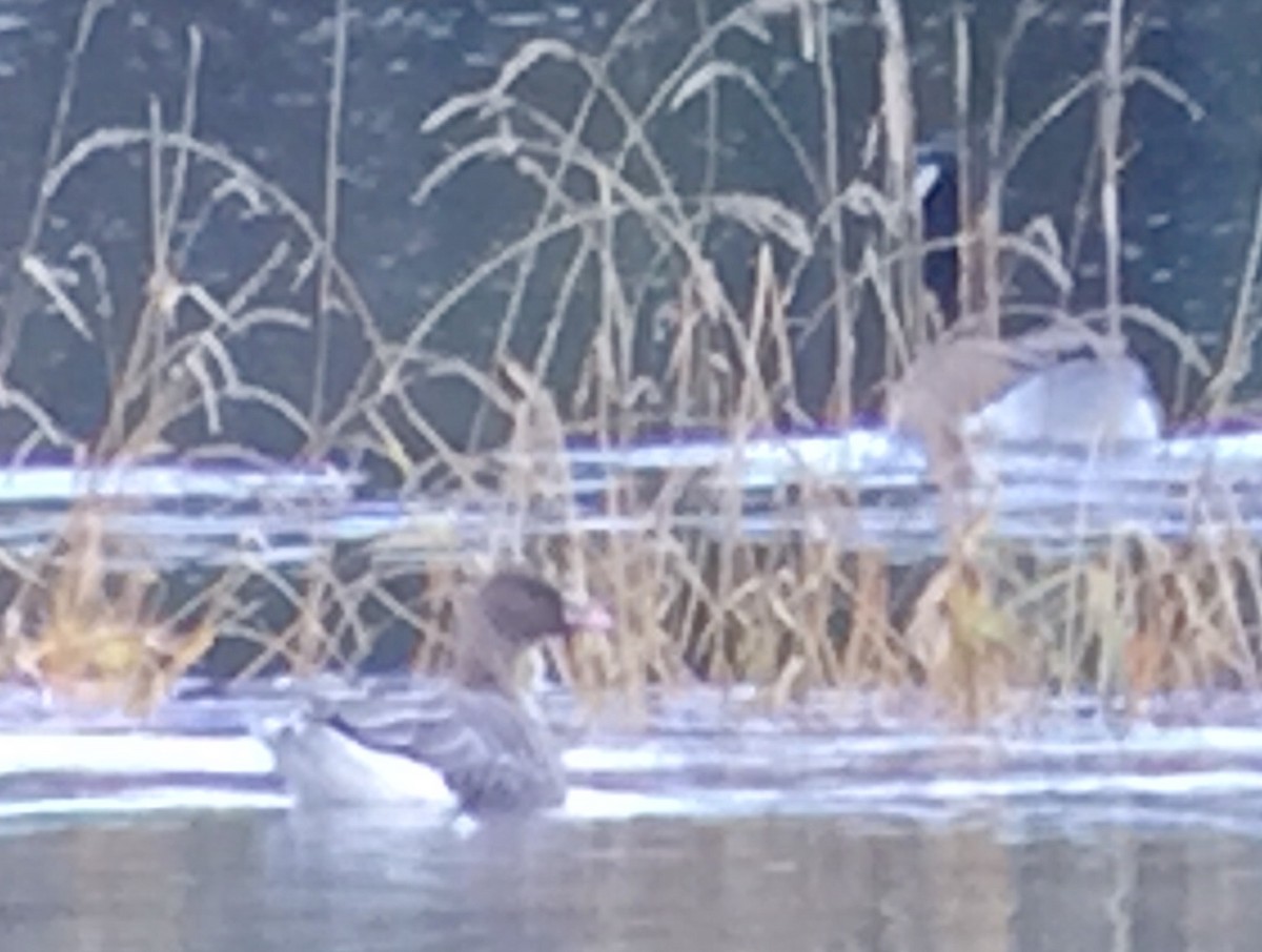 Pink-footed Goose - ML120499871