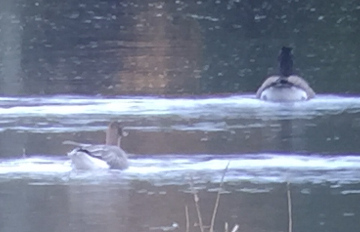 Pink-footed Goose - ML120499881