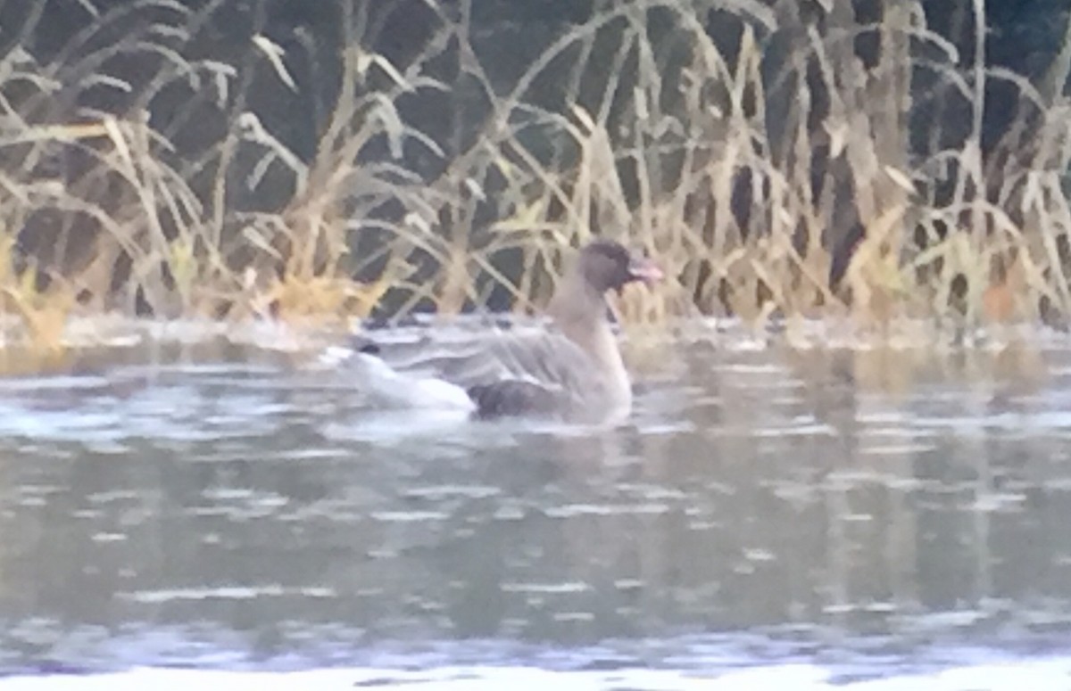 Pink-footed Goose - ML120499891