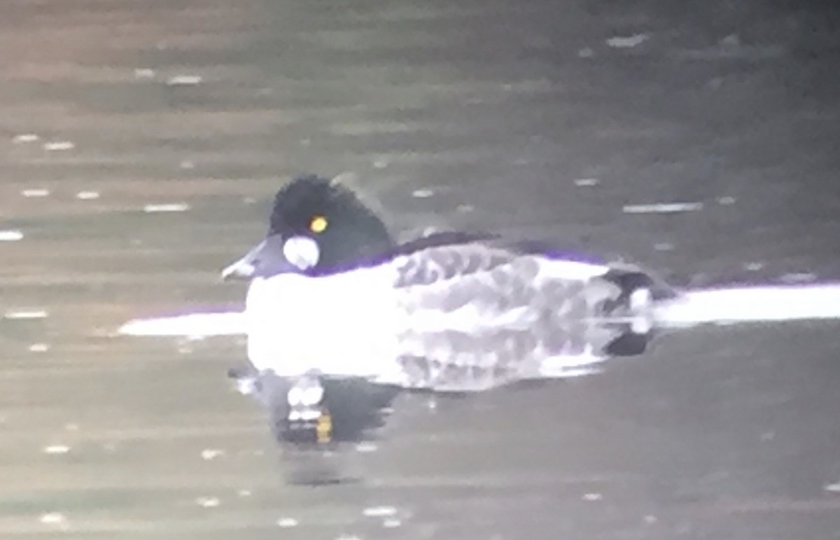 Common Goldeneye - ML120500021