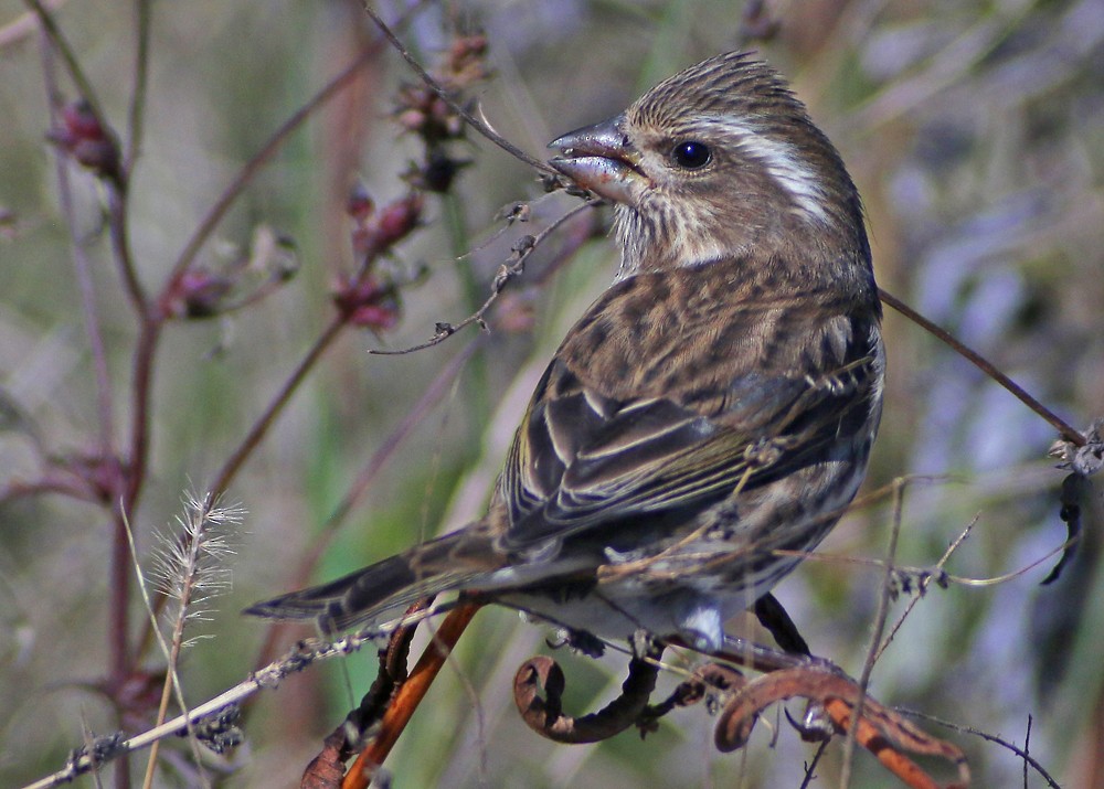 Purple Finch - ML120501141
