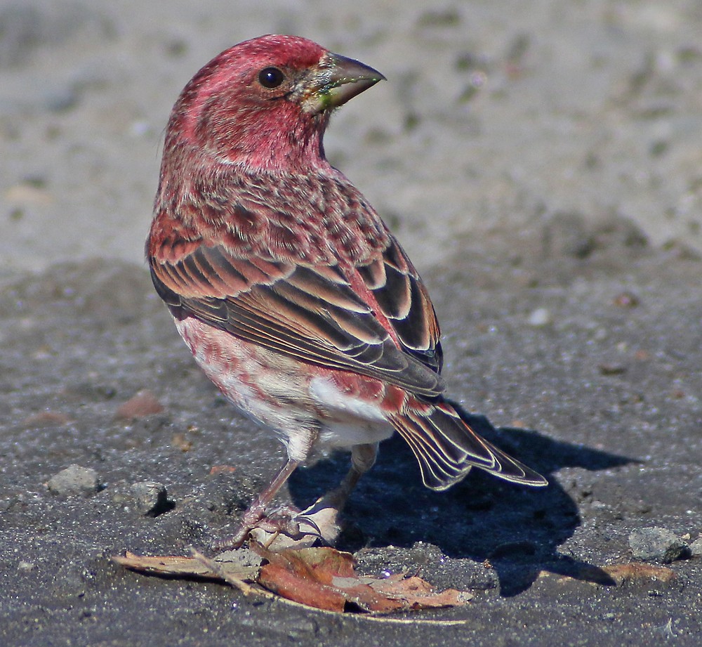 Purple Finch - ML120501151