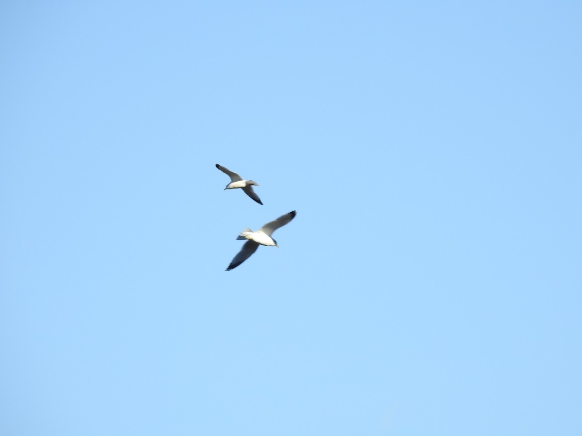 Ring-billed Gull - Bee Breutinger