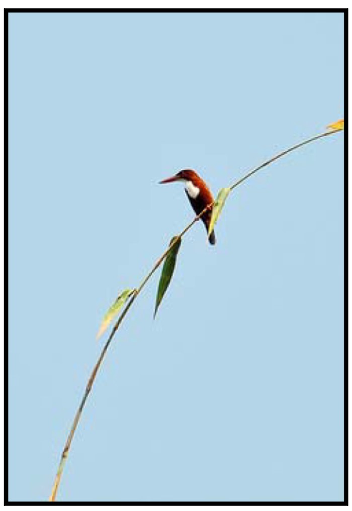 White-throated Kingfisher - ML120504701
