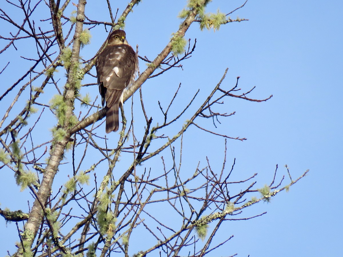 Sharp-shinned Hawk - Jan Hansen