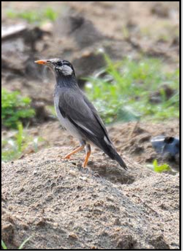 White-cheeked Starling - ML120508121