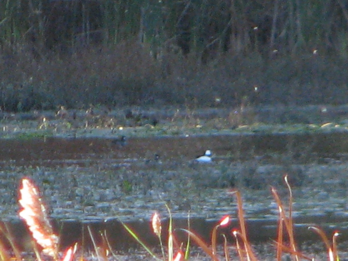 Bufflehead - ML120509131