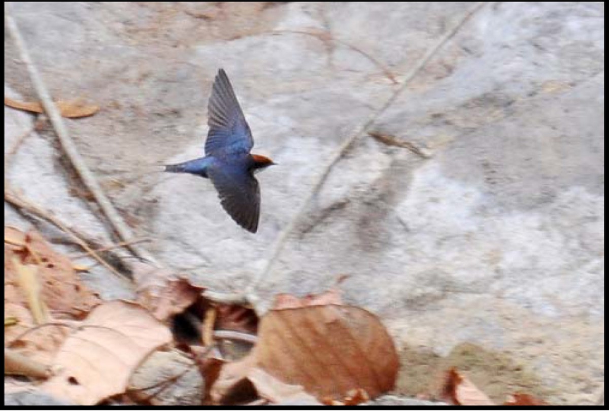 Wire-tailed Swallow - Steve Bale