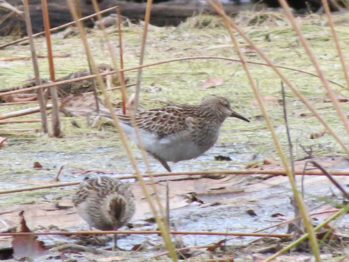 Pectoral Sandpiper - ML120510551