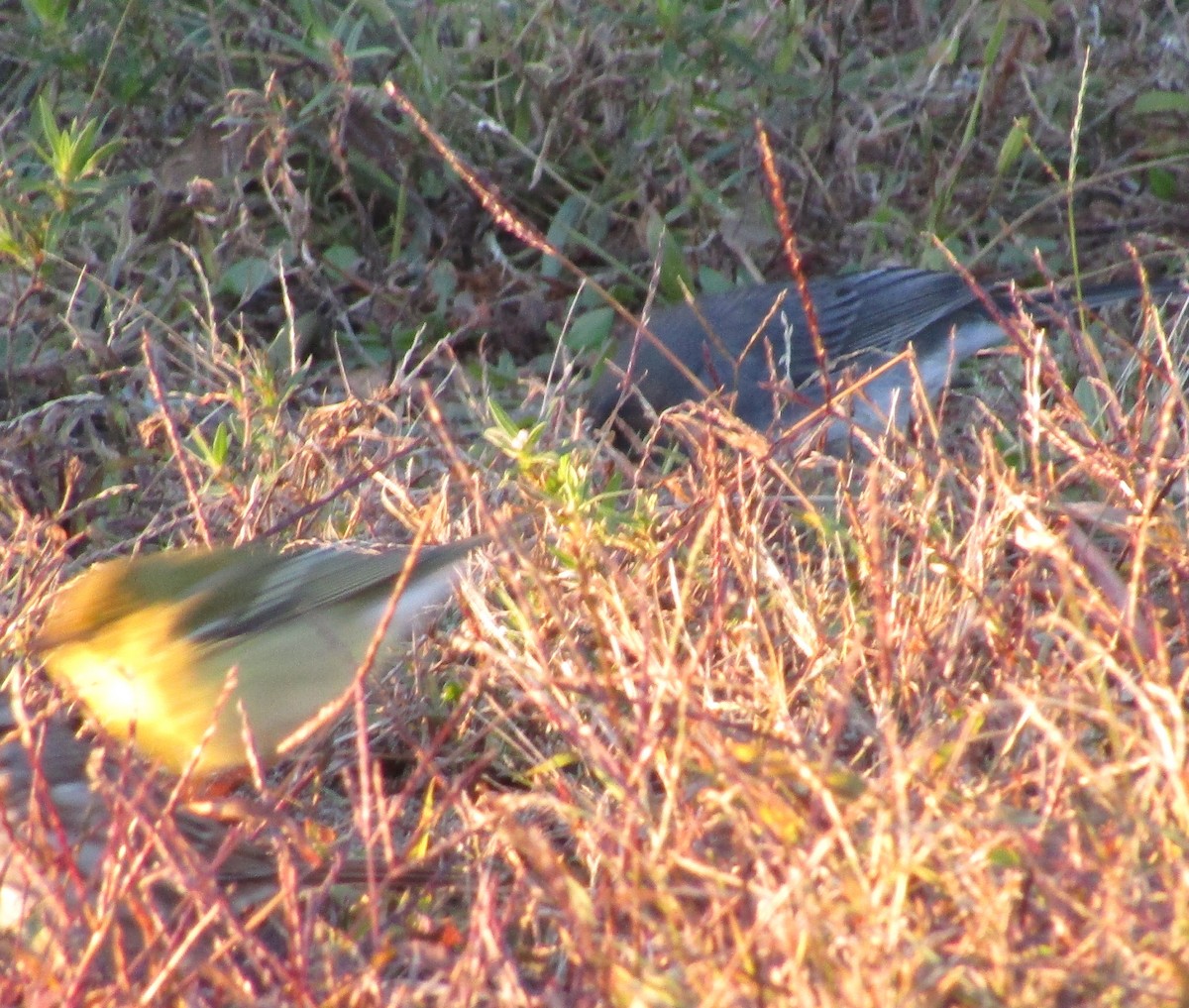 Pine Warbler - ML120510991