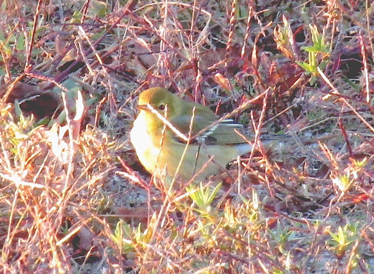 Pine Warbler - ML120511041