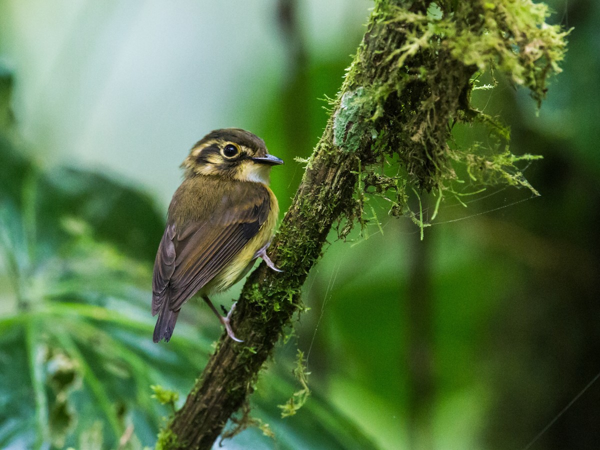 White-throated Spadebill - Nick Athanas