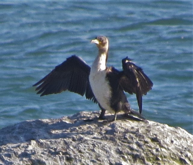 Great Cormorant (White-breasted) - ML120512031