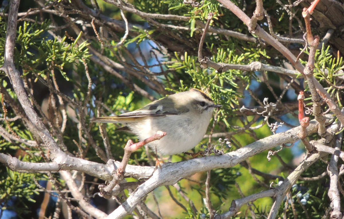 Golden-crowned Kinglet - ML120512101