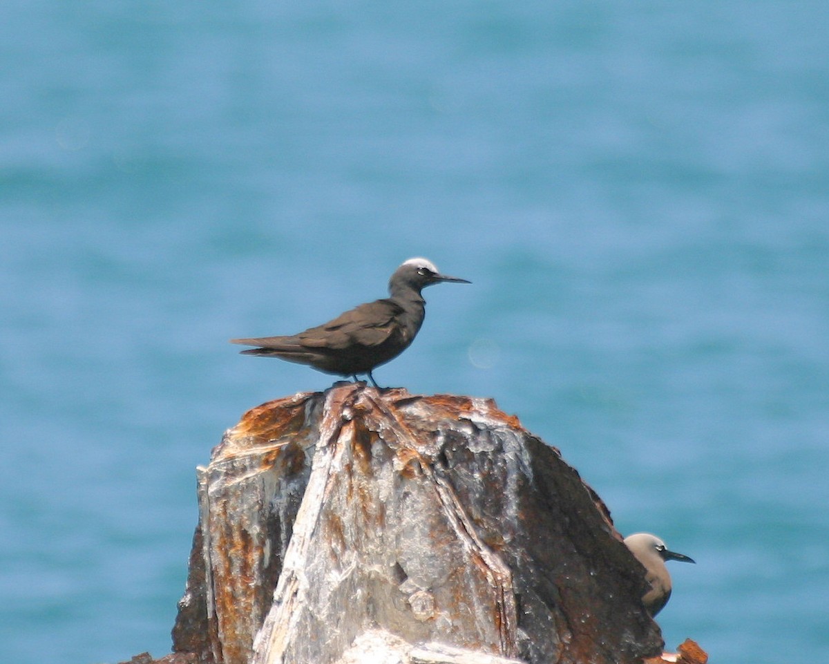 Black Noddy - Pierre Howard