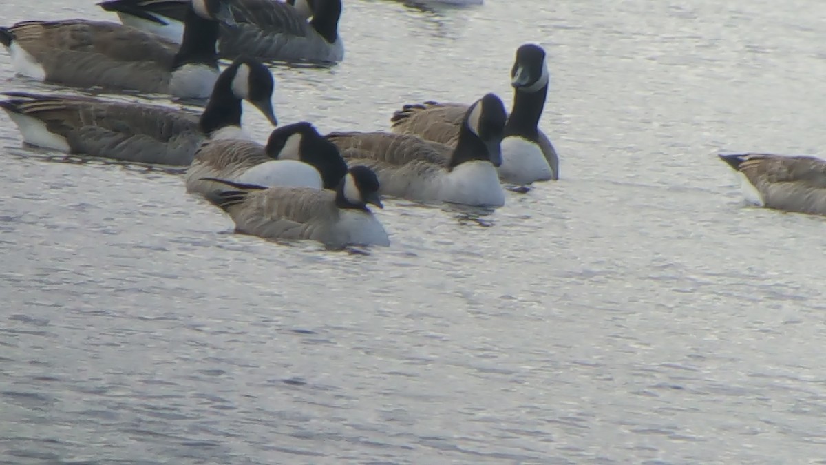 Cackling Goose (Richardson's) - ML120517031