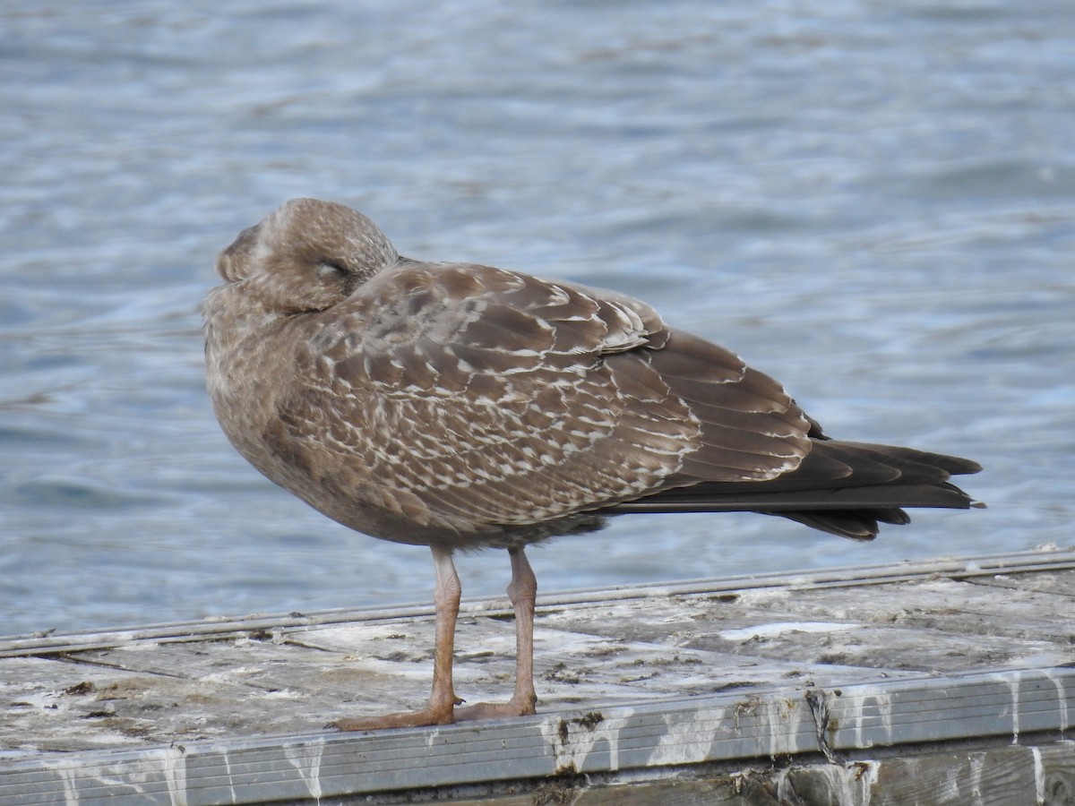 Herring Gull - Jean W. Côté