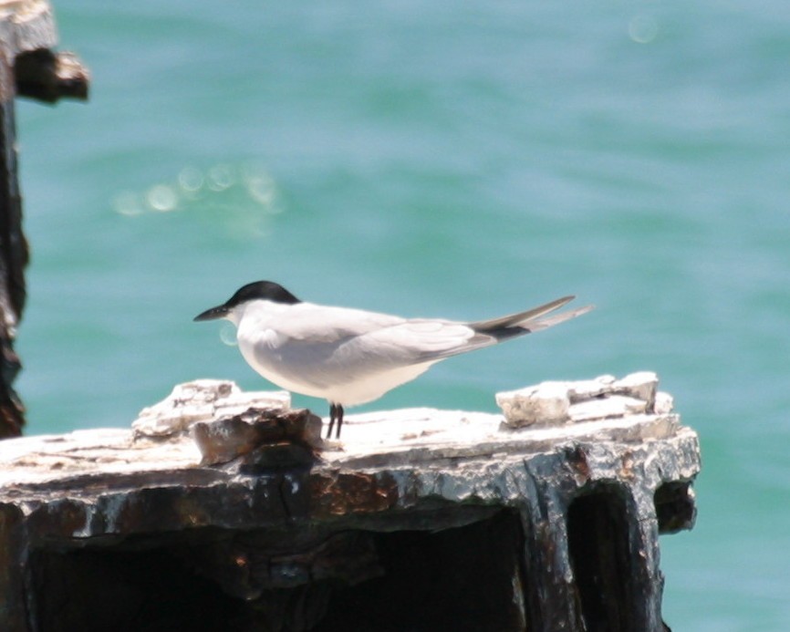 Gull-billed Tern - Pierre Howard