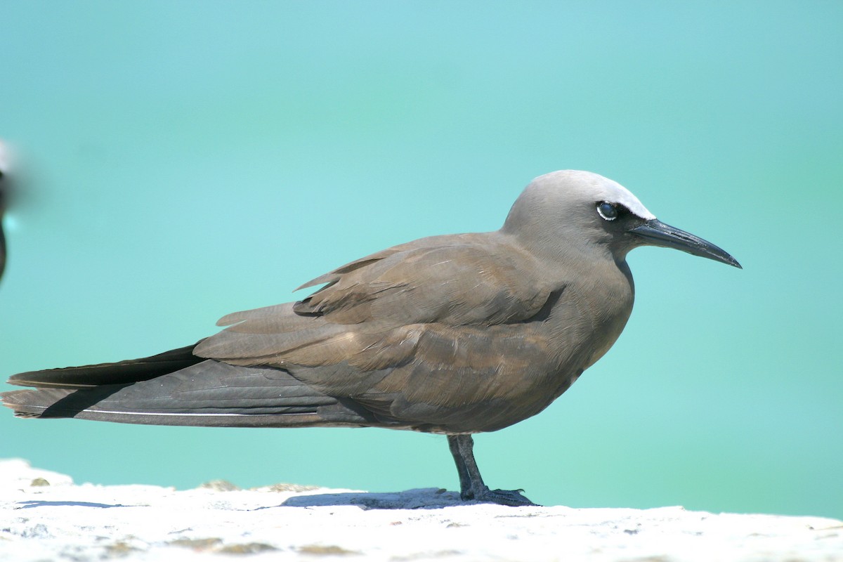 Brown Noddy - ML120517961