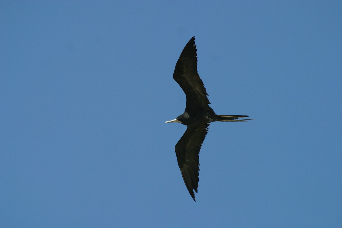 Magnificent Frigatebird - Pierre Howard